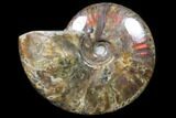 Flashy Red Iridescent Ammonite - Wide #81848-1